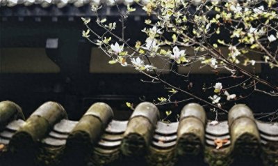 ​花海中的禅意：20句赏花句子带你领悟生命的美