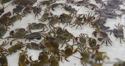 ​2024年2月17日螃蟹大闸蟹价格更新