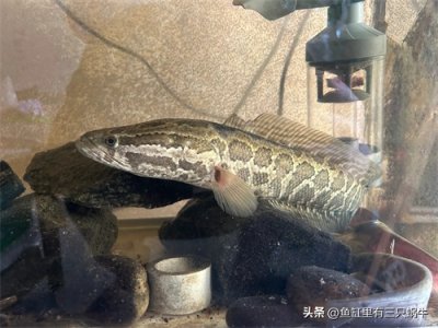 ​黑鱼及黑鱼的捕食习性