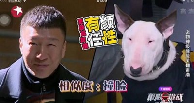 ​长得很像孙红雷的狗爆红网络，牛头梗撞脸颜王笑翻天