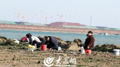 ​春·赶海｜蛤蜊“一挖一麻袋”！来岚山，赶海吧！