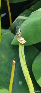 ​小荷才露尖尖角，早有蜻蜓立上头