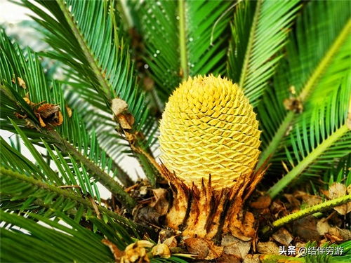 铁树开花,你见过吗?铁树开花过程实拍