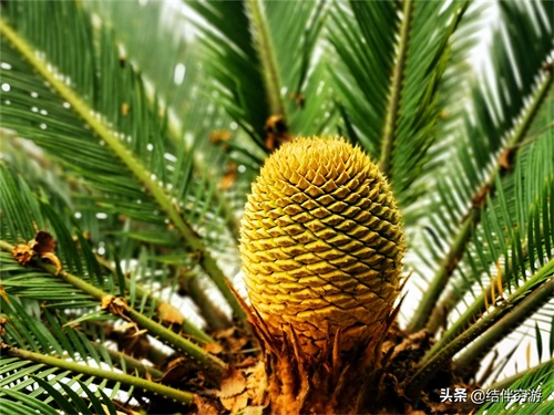 铁树开花,你见过吗?铁树开花过程实拍