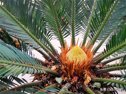 铁树开花,你见过吗?铁树开花过程实拍