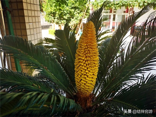 铁树开花,你见过吗?铁树开花过程实拍