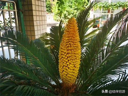 铁树开花,你见过吗?铁树开花过程实拍