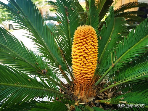 铁树开花,你见过吗?铁树开花过程实拍