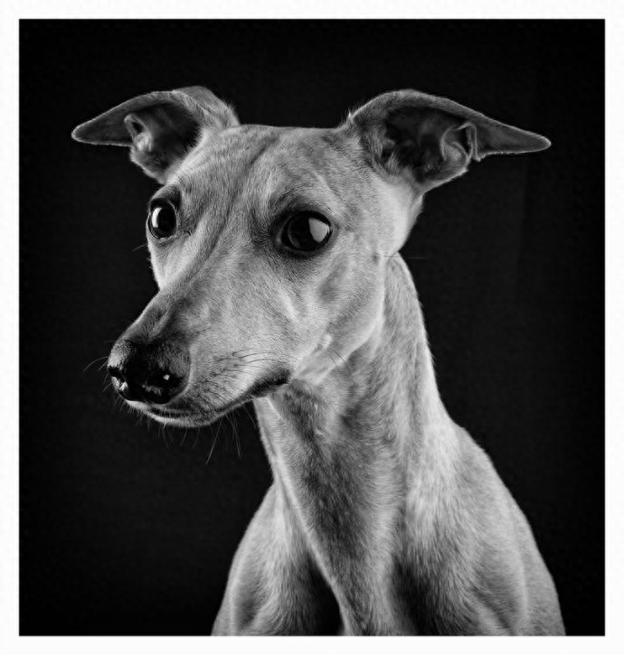 世界上最优美的犬:惠比特犬,身材优美性感至极