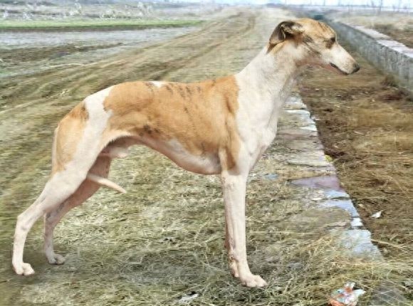 世界上最优美的犬:惠比特犬,身材优美性感至极