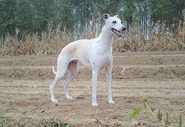 世界上最优美的犬:惠比特犬,身材优美性感至极