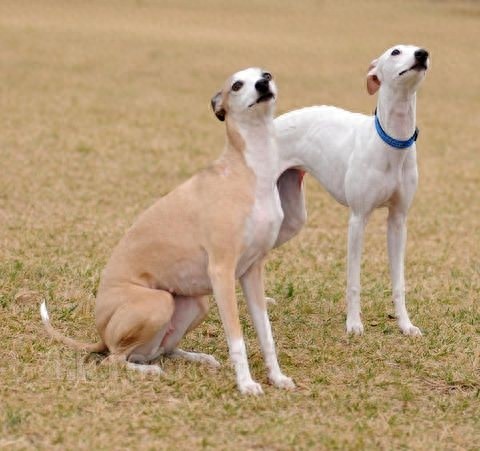 世界上最优美的犬:惠比特犬,身材优美性感至极