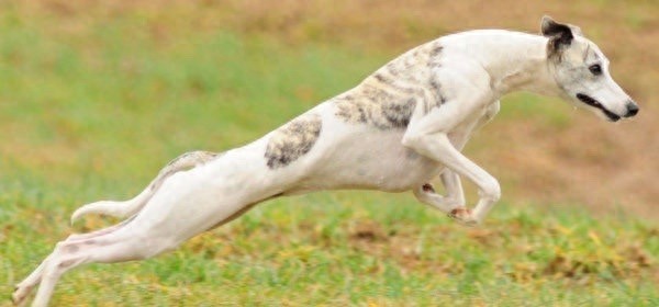 世界上最优美的犬:惠比特犬,身材优美性感至极