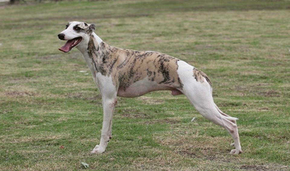 世界上最优美的犬:惠比特犬,身材优美性感至极