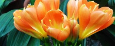 ​君子兰几月份开花