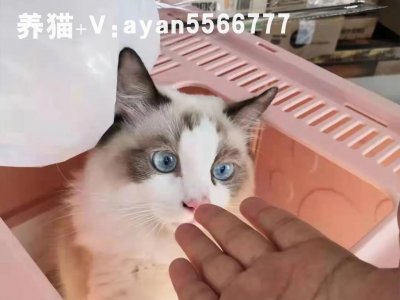 ​蓝白猫是什么猫，品相怎么样