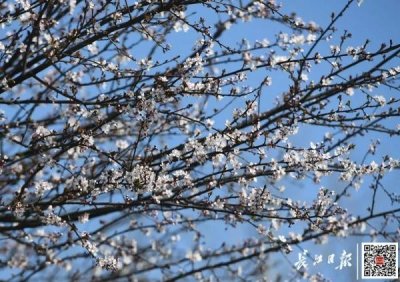 ​桃李杏梅樱傻傻分不清？记住这两点一眼可分辨