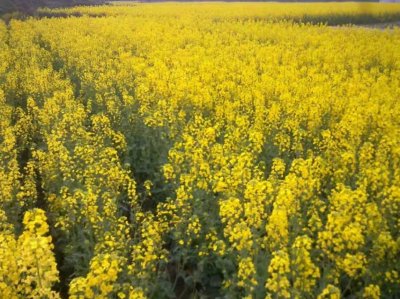 ​依水而建的美丽小城—城固县