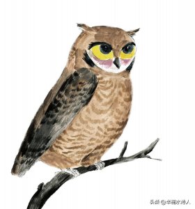 ​猫头鹰进宅是何意义？