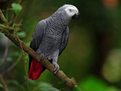 ​世界级名鸟——鹦鹉