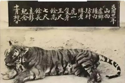 ​山西运城曾经有华北虎