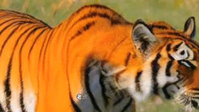 ​民间故事之老虎与兔子