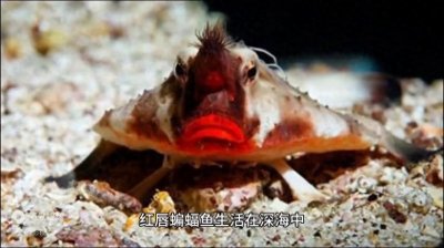 ​你见过四条腿的红唇蝙蝠鱼吗