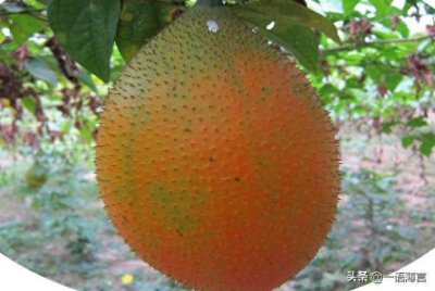 ​一种“来自天堂的水果”，果实鲜红，又被称为“甜葫芦”