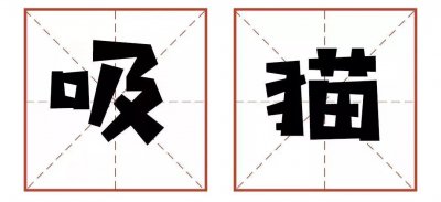​什么是吸猫？铲屎官仅仅只是吸了个寂寞吗？进来边吸边聊吧