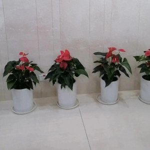 ​五十二种大小齐全适合客厅办公室养的绿植，室内散光养葱葱郁郁！