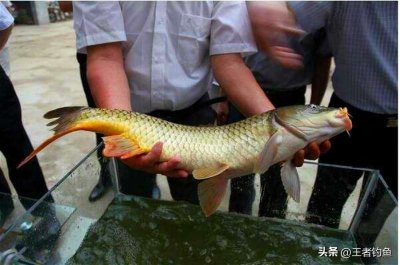 ​养殖鲤鱼和黄河鲤鱼咋区分？河南网友晒出一组照片，差别一目了然