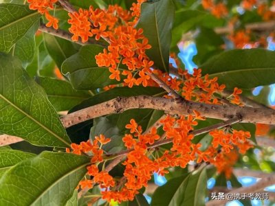 ​【木樨科植物】木樨