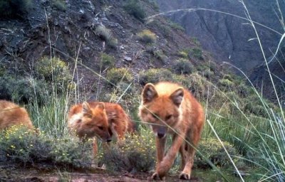 ​神秘物种！祁连山出现的红狗群，到底是多可怕？连老虎也不是对手
