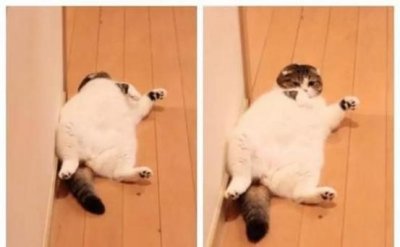 ​猫咪在什么情况下，会保护自己的主人？为什么？