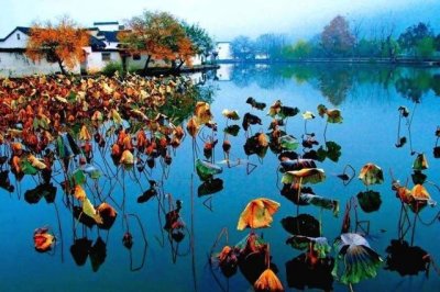 ​杨万里这首描写秋天荷花的小诗，别有情趣