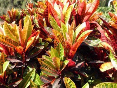 ​美化生活的变叶木应该如何养殖？养护过程中我们要注意这些