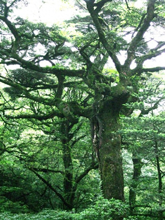 融水元宝山,广西第三高峰那些绝妙胜景