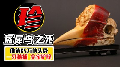 ​从500一个，到65万难求，盔犀鸟因头骨惨遭灭族？