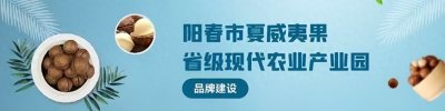 ​每亩补贴500元！阳春市掀起夏威夷果种植热潮 | 阳春市夏威夷果产业园系列报道