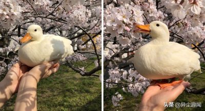 ​35张可爱的鸭鸭图片，看完后你还会吃烤鸭吗？