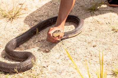​主动攻击人的蛇有几种？哪些蛇会主动攻击人？