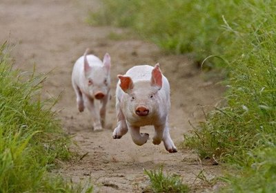 ​江苏2岁男童被猪咬死，猪肚子里找到部分遗骸，为何家猪会吃人？