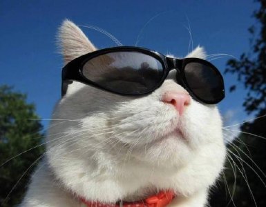 ​网红猫咪“猫叔”离世，享年18岁，你一定用它的照片做过头像