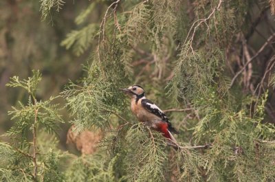 ​科普 | 大斑啄木鸟