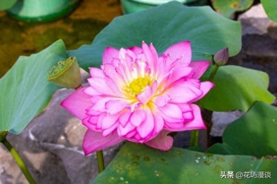 ​手残党也能养好！家庭莲花养护5大绝招，不花冤枉钱开满缸