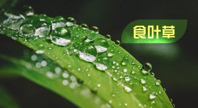 ​食叶草天然植物营养，始于杂交终于营养的新食品原料