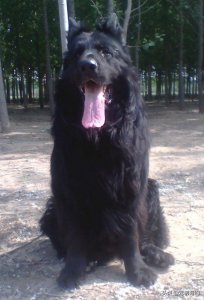 ​在国内公认的两大精英犬种：黑熊犬和黑狼犬，现已濒临灭绝