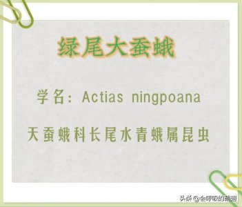 ​绿尾大蚕蛾饲养日记：红配绿的虫宝