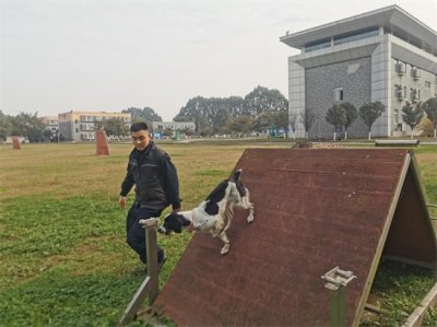 ​听说警犬训导员是个“狠”角色，一起了解一下