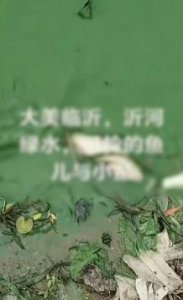 ​沂河水发绿发臭出现死鱼死鳖，山东临沂：与气温降雨有关，藻类致水体富营养化